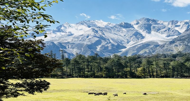Lijiang Jade Dragon Snow Mountain Spruce Meadow & Blue Moon Valley Group Day Trip - The useful details at a glance
