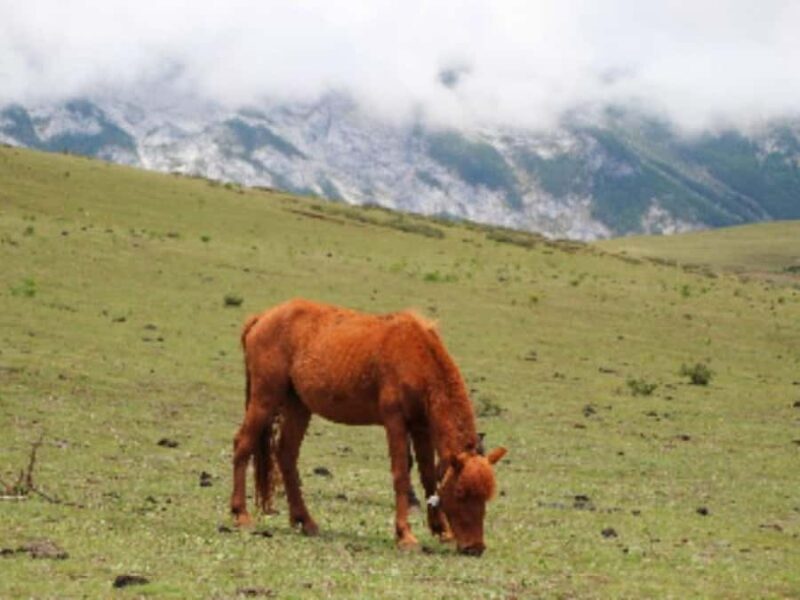 Lijiang: Yulong Snow Mountain & Impression Lijiang Show - Good To Know