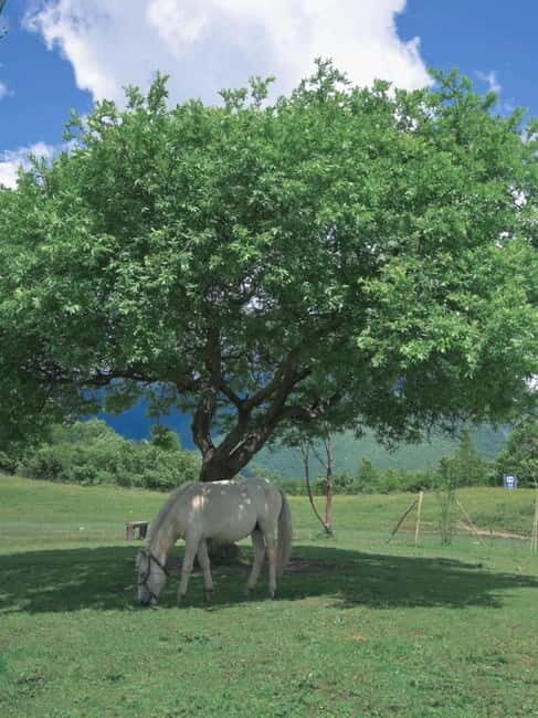 LijiangYulong Snow Mountain Yakniuping Cableway Day Tour - Good To Know