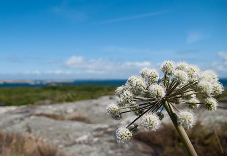 Lilla Bommen: 4-Hour Guided Boat Tour to Vinga Island - Tour Duration and Highlights