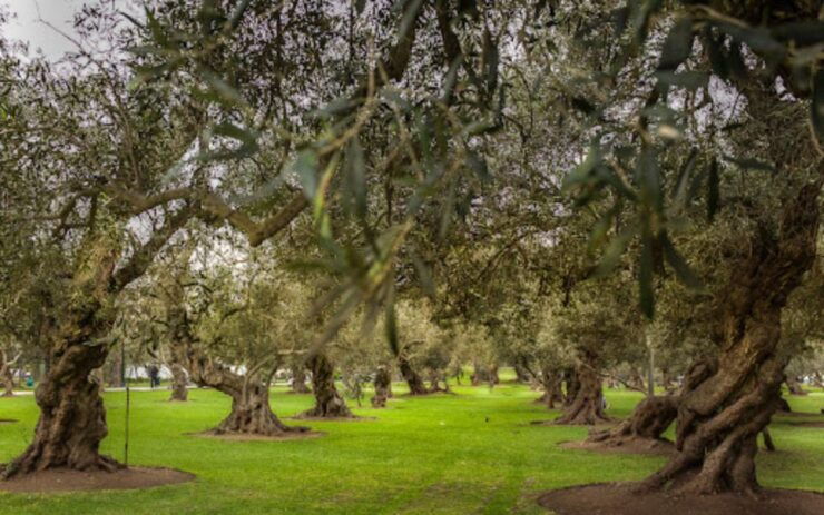 Lima: City Highlights Day Tour - Historical Lima Exploration