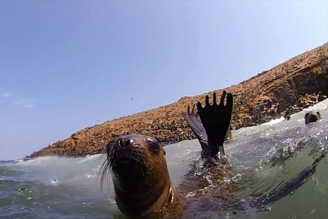 Lima: Palomino Islands Excursion & Swimming With Sea Lions With Hotel Transfers - Additional Information