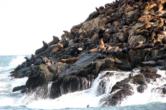 Lima: Palomino Islands Excursion & Swimming With Sea Lions With Hotel Transfers - Common Questions