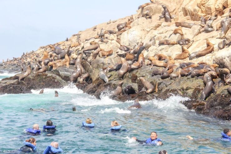 Lima: Palomino Islands Speedboat Tour & Swim With Sea Lions - Booking Details