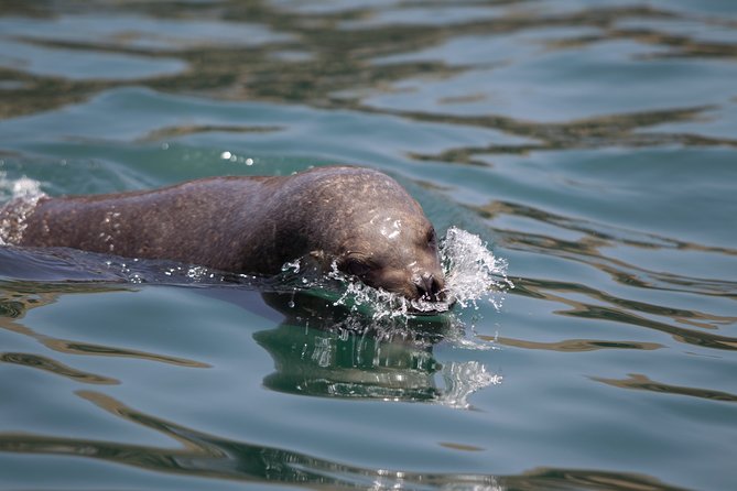 Lima: Palomino Islands, Swim With Sea Lions in the Pacific Ocean - Price and Booking Details