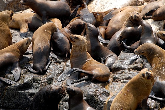 Lima: Palomino Islands, Swim With Sea Lions in the Pacific Ocean - Directions to the Palomino Islands