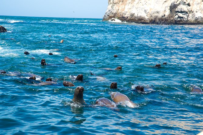 Lima: Palomino Islands, Swim With Sea Lions in the Pacific Ocean - Common Questions