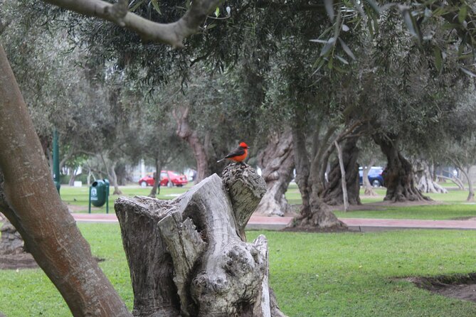 Lima Small-Group Bike Tour: Miraflores, San Isidro, Barranco - Tour Highlights