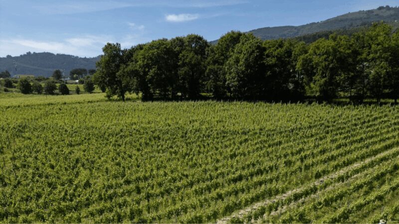 Lima Valley Tour with Wine Tasting and Local Gastronomy - A Complete Look at the Lima Valley Tour