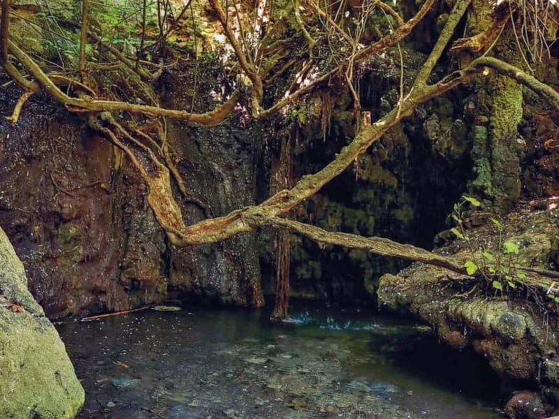 Limassol: Aphrodite Baths & Blue Lagoon Bus & Boat Day Tour - An In-Depth Look at the Tour Experience