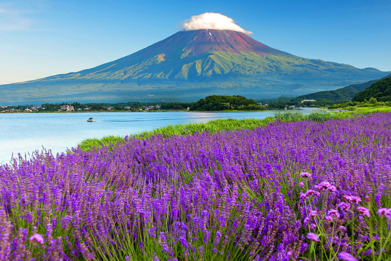 Limited-time Special: Mount Fuji Internet-famous Scenic Spot Day Tour | Departing from Tokyo - Kawaguchiko, Oishi Park and the Natural Living Center