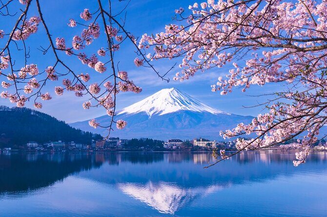 Limited Time Yakatabune Cruise Cherry Blossoms and Mt Fuji - Good To Know  