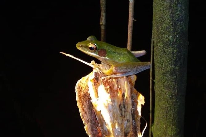 Limpaki Wetland Nature Night Walk - Additional Info