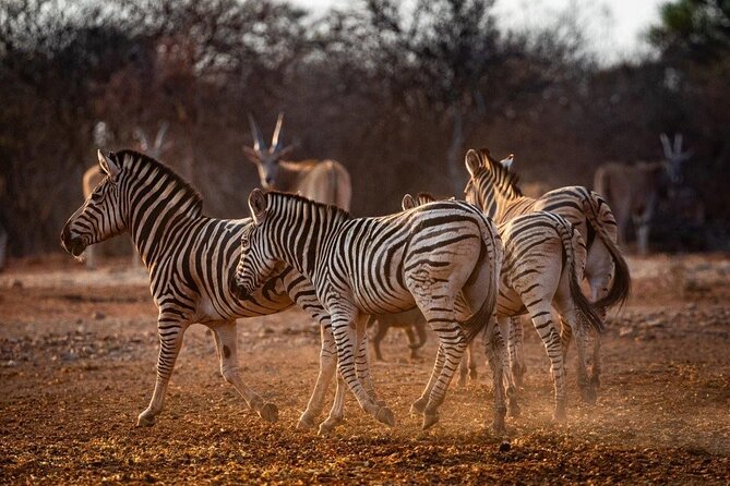 Limpopo - 5 Day Safari - Wildlife Encounters