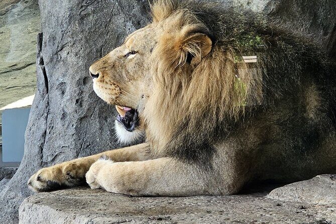 Lincoln Park Nature Museum & Zoo Private Walking Tour - Good To Know