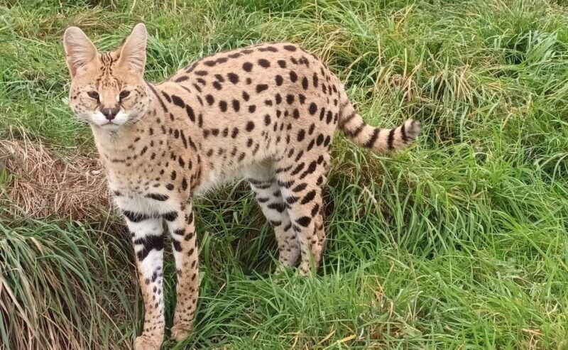 Lincolnshire: ARK Wildlife and Dinosaur Park Entry Ticket - What You Can Expect During Your Visit