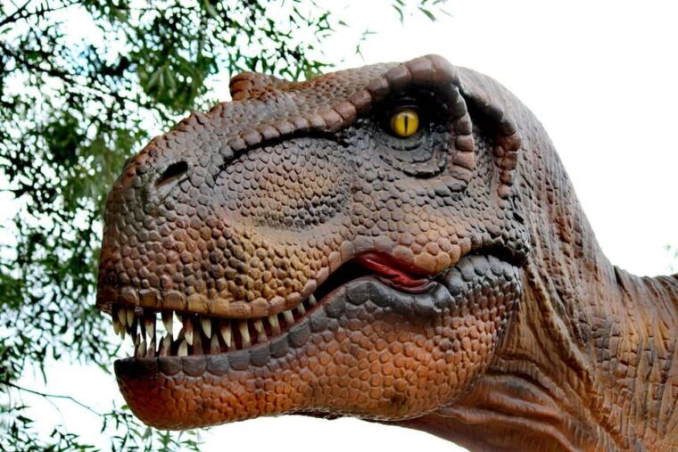 Lincolnshire: ARK Wildlife and Dinosaur Park Entry Ticket - Food, Facilities, and Accessibility