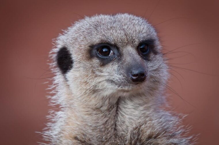 Lincolnshire: ARK Wildlife and Dinosaur Park Entry Ticket - Practical Details and Tips