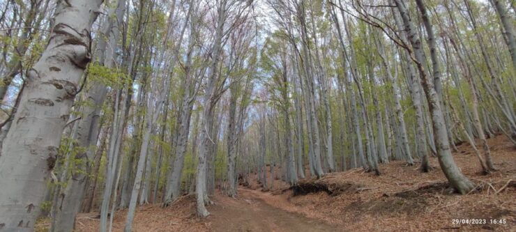 Linguaglossa: North Etna Guided Forest Walking Tour - Booking Information