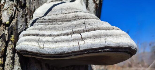 Linguaglossa: North Etna Guided Forest Walking Tour - Important Information