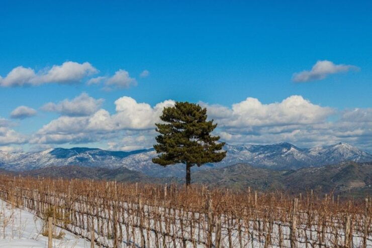Linguaglossa: Wine Tasting Experience at Etna Nord - Experience Highlights