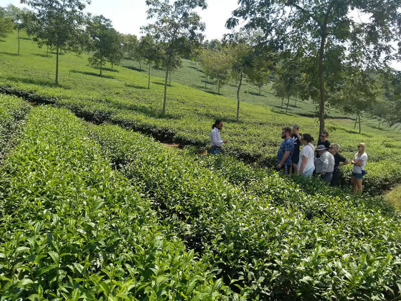 Linh Phuoc Pagoda & Cau Dat Tea Hill Half-day Wine Tasting Tour - A half-day ride beyond central Da Lat