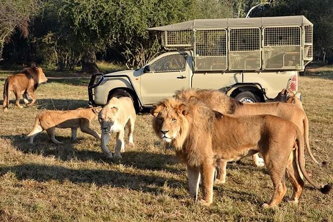 Lion and Safari Park Half Day Tour With Pick up and Drop off - Tour Details