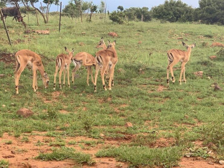 Lion Park Tour in Open Safari Vehicle - Itinerary Overview