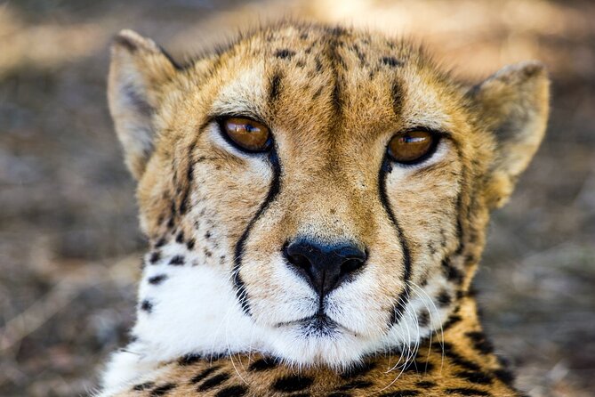 Lion & Safari Park - Cancellation Policy