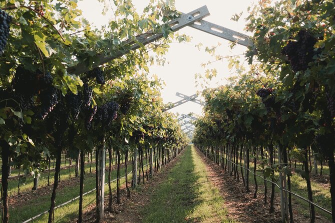 'Lion' Tasting - Cancellation Policy Details