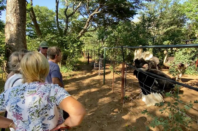 Lion & Wildlife Sanctuary Excursion Victoria Falls - Summary & Visitor Recommendations
