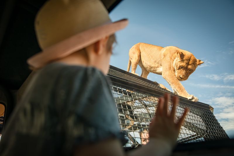 Lions 360 Experience & A Day at Monarto Safari Park - Lions 360 and the rest of your visit, at a glance