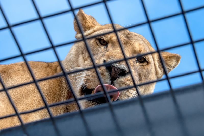 Lions 360 Experience & A Day at Monarto Safari Park - Going through the tunnel to see the lions