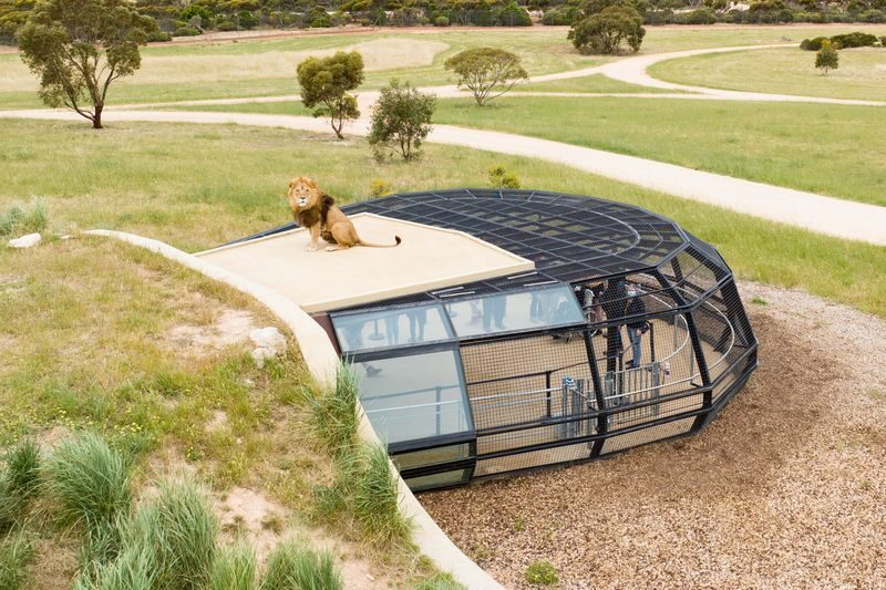 Lions 360 Experience & A Day at Monarto Safari Park - Using your park admission after Lions 360