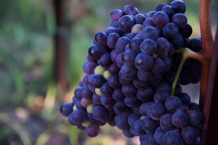 Lipari: Winery Guided Tour and Wine Tasting - Description