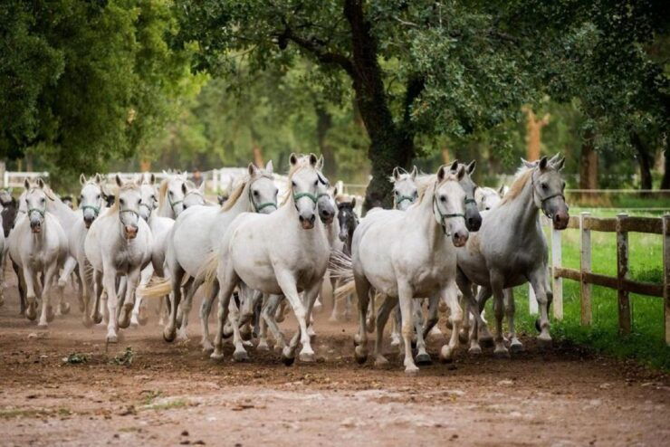 Lipica Stud Farm and ŠKocjan Caves From Trieste - Activity Details