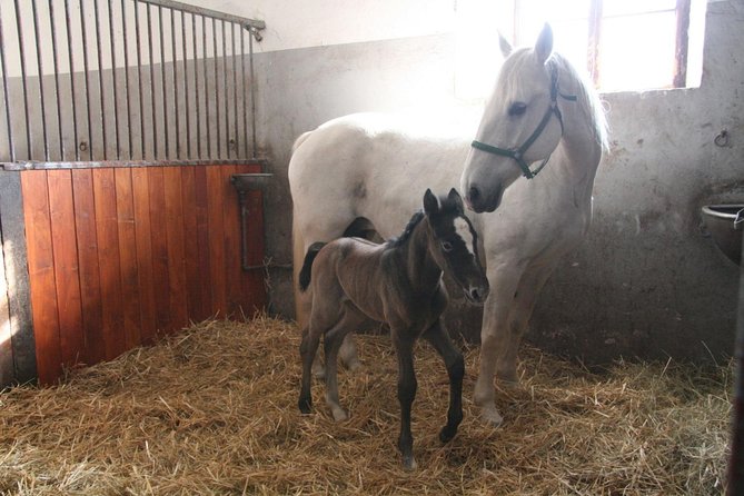 Lipica Stud Farm & Skocjan Caves - Shore Excursion From Trieste - Logistics and Requirements