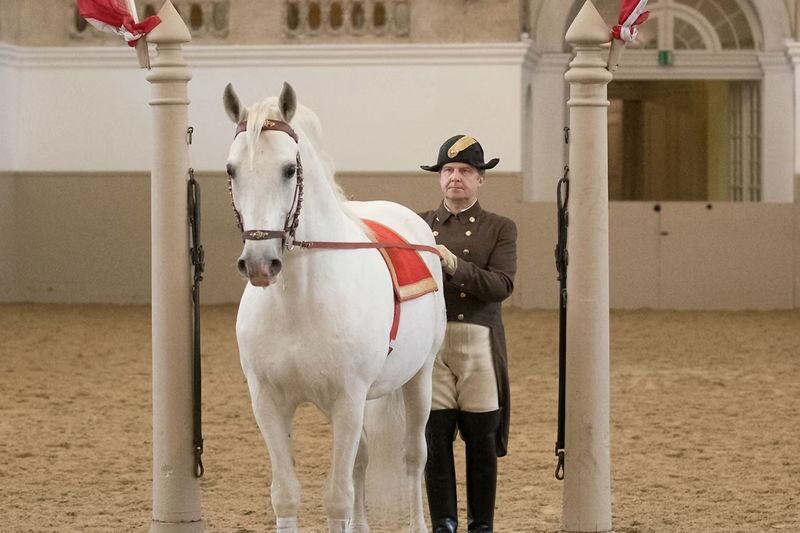 Lipizzaner performance ticket at the Spanish Riding School in Vienna - Choosing a seat and setting expectations