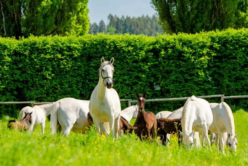 Lipizzaner Stud Piber: Guided Tour - Good To Know