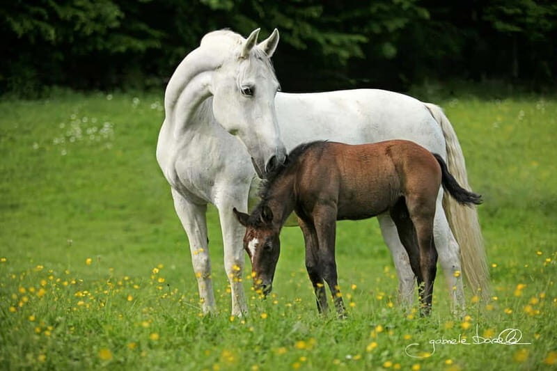 Lipizzaner Stud Piber: Independent Visit - Why This Tour Offers Genuine Value