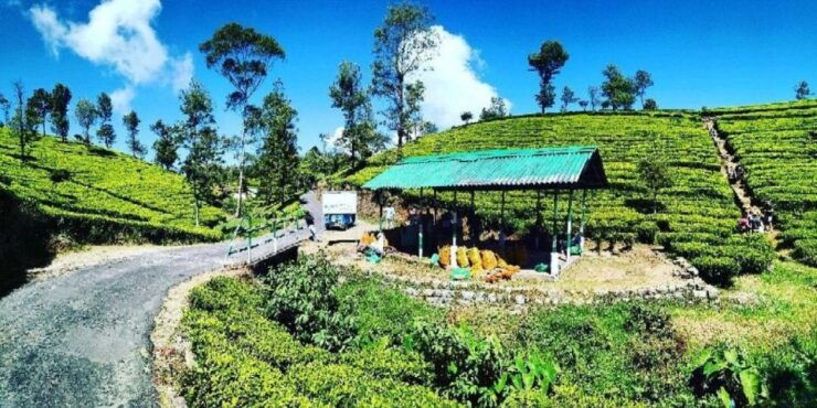 Lipton Seat and Dambetenna Tea Factory: All Inclusive Tour! - Booking Information