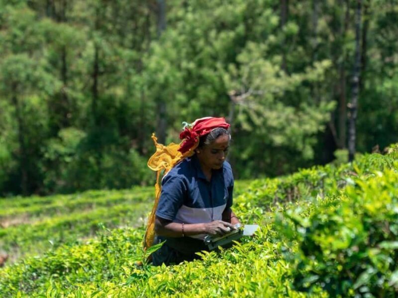 Lipton Seat Legacy: Tuk-Tuk & Train Tea Trails Tour - Returning and Reflection