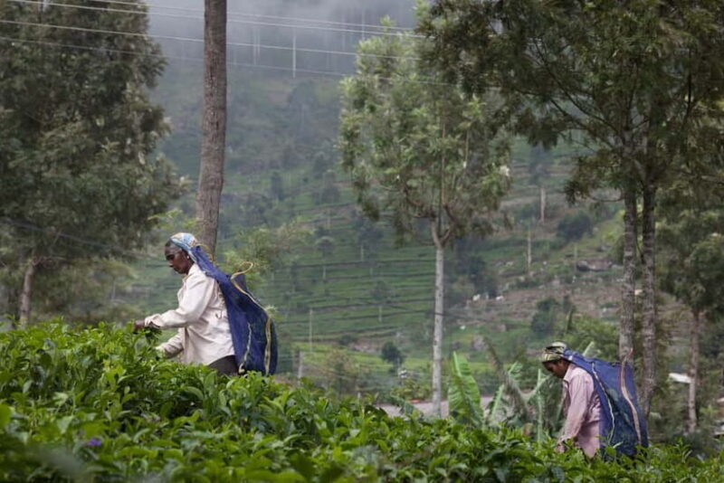 Lipton's Seat, Adisham Bungalow, Dambetenna Tea Factory Tour - FAQ  