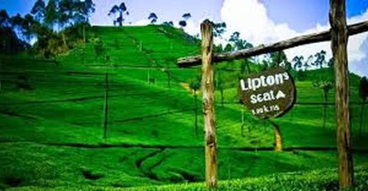 Lipton's Seat and Tea Factory & Tea Plantation Day Tour - About the Activity