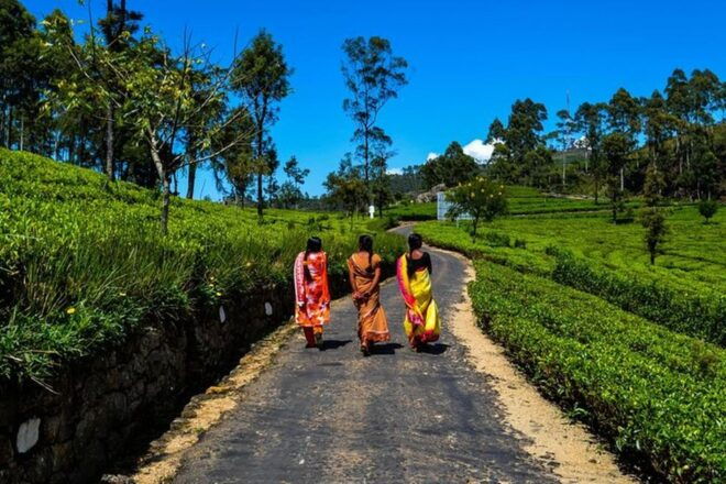 Lipton's Seat and Tea Factory & Tea Plantation Day Tour - Additional Information