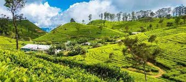 Lipton's Seat and Tea Factory & Tea Plantation Day Tour - Image Gallery
