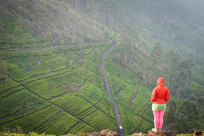 Liptons Seat and Tea Factory,Trail Amidst Tea Plantation Day Tour - Pricing and Booking