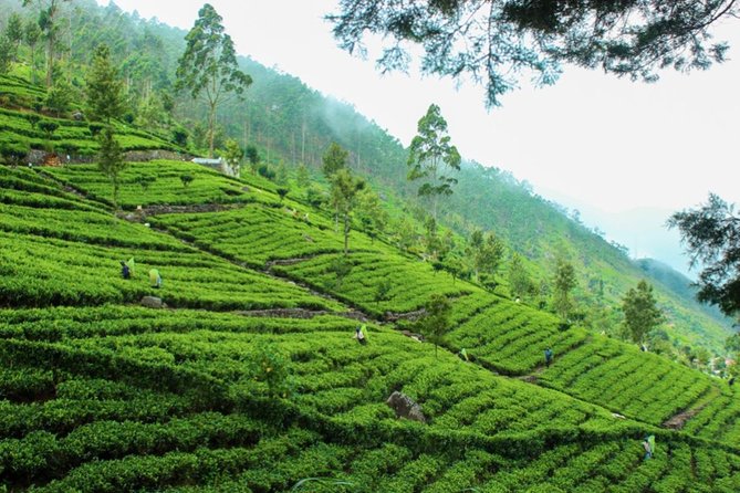 Liptons Seat and Tea Factory,Trail Amidst Tea Plantation Day Tour - Scenic Trail and Tea Plantations