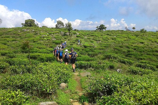 Liptons Seat and Tea Factory,Trail Amidst Tea Plantation Day Tour - Common Questions