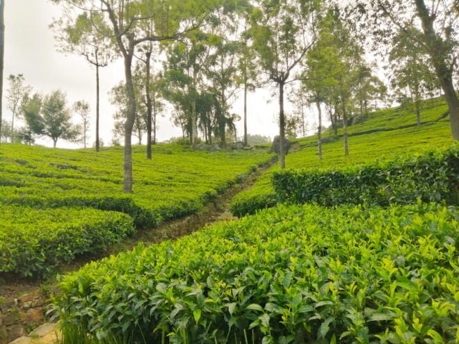 Lipton's Seat & Diyaluma Waterfall Adventure Tour" - Highlights and Attractions
